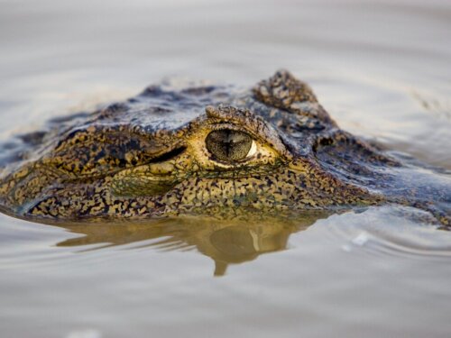 10 największych gadów na świecie