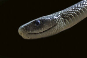 Czarna mamba