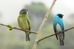 Dymorfizm płciowy: pięć imponujących przykładów