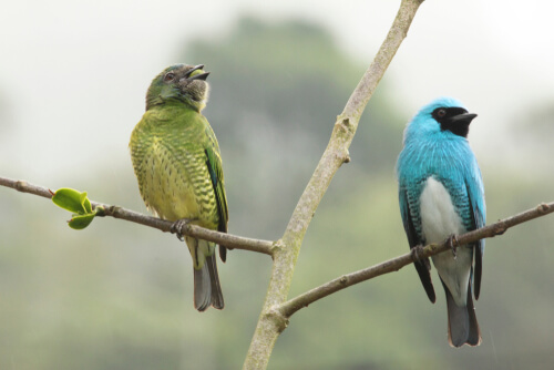 Dymorfizm płciowy: pięć imponujących przykładów