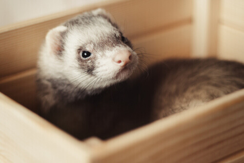 Fretka jako zwierz€ domowe, rodzaje fretek