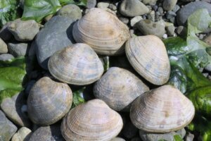 9 interesujących faktów o małżach