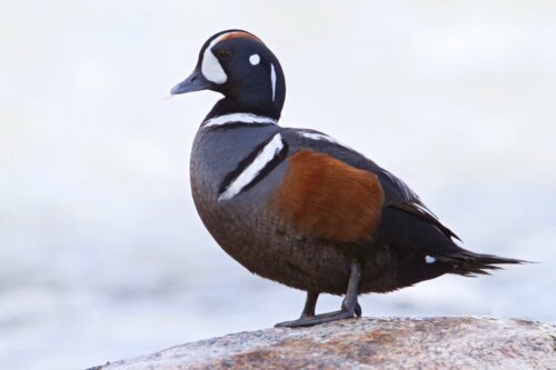 Kamieniuszka, jedna z gatunków kaczek