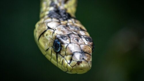 Technika latającego węża