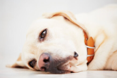 Chory pies ma biegunkę, pepto bismol może ją leczyć