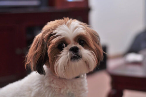 Shih-poo: wszystko o tej rasie