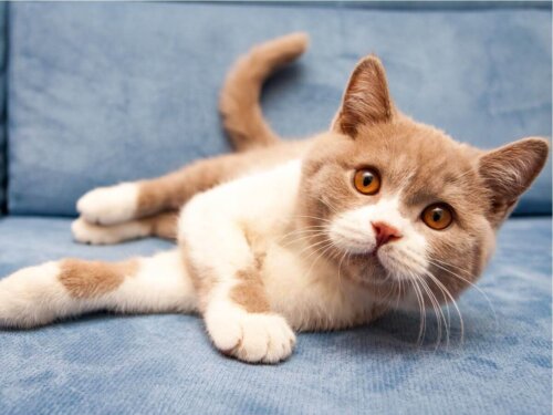 Kot leży na kanapie. Zdjęcie doartykuł o kocie brytyjskim krótkowłosym