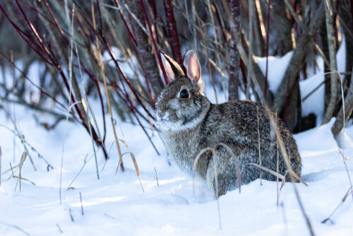 Jak zapewnić królikom ciepło zimą