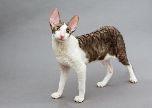 Kot cornish rex