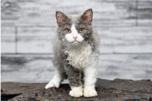 Kot rasy selkirk rex, kocur czy kotka