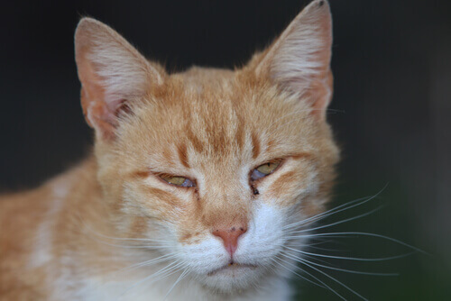 Kot mruży oczy, znaczenie trzeciej powieki