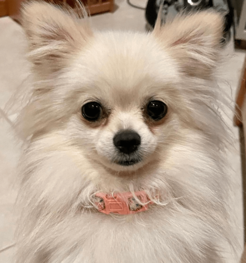 Dowiedz się wszystkiego o psie pomchi