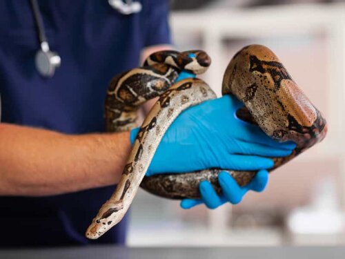 Python u weterynarz od zwierząt gezotycznych