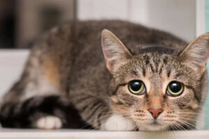 Najlepsze rasy kotów dla alergików
