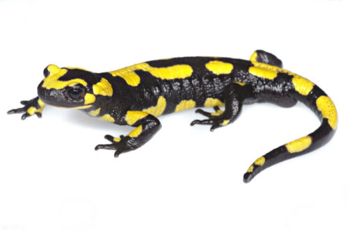 Salamandra plamista