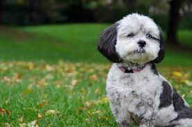 shih-poo-rasa-