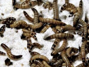 Jak super robaki zamieniają styropian w zdrowy posiłek