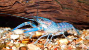 Langusta niebieska