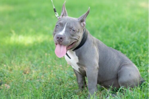 Fakty na temat psów rasy pitbull niebiesko- i czerwononosych
