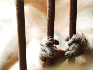 Jak stres w wyniku niewoli zmienia fizjologię różnych gatunków