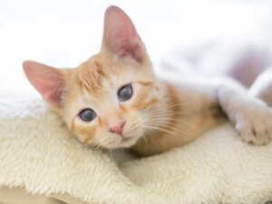 Jak wychować nowonarodzone kocięta