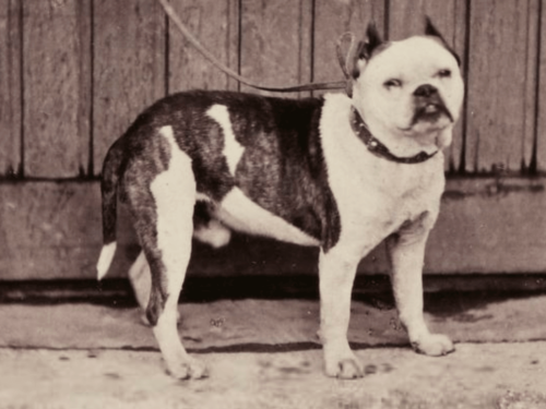 Pierwsza rasa old english bulldog