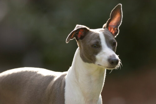 Charcik włoski, z serii rasy psów nie szczekają