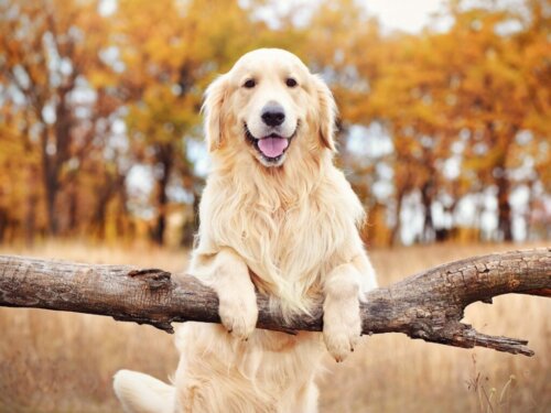 Waga golden retrievera: tabela wzrostu w pierwszym roku
