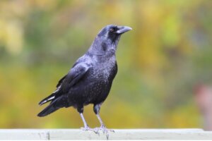 Kruk amerykański, z serii ptaki potrafią myśleć.