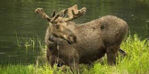 Łoś i przykład poroża