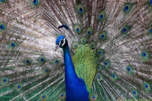 Jeśli paw straci pióra z ogona, to czy one odrosną?