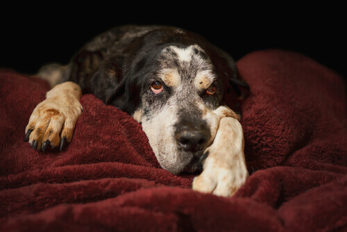 Opieka nad psem geriatrycznym wymaga większego zaangażowania.