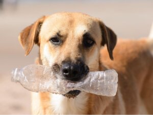 Mój pies zjadł plastik: co mam zrobić?