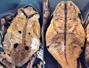 Oto ropucha imitująca węża