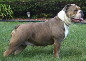 Staroangielski bulldog