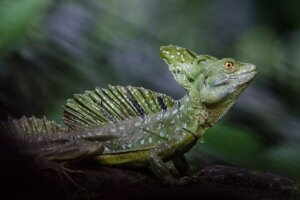 Bazyliszek płatkogłowy