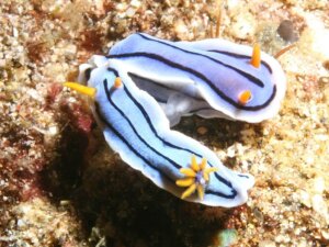 Dowiedz się wszystkiego o Chromodoris lochi, bardzo dziwnym mięczaku