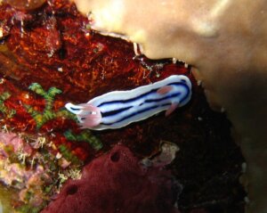 Chromodoris_lochi