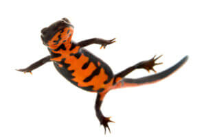 salamandra: Traszka chińska