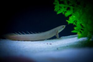 Wielopłetwiec senegalski, ryby, które wyglądają jak smoki.