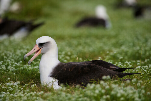 Albatros ciemnolicy