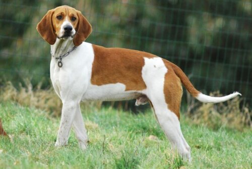 Mały gończy anglo-francuski – poznaj tą rasę