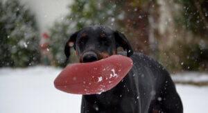 7 zabawek niewskazanych dla psów