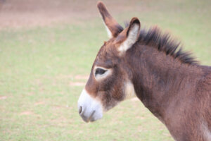 Czym jest specjacja sympatryczna?