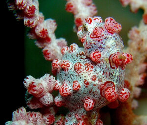 Konik morski pigmejski