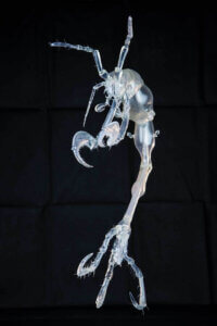 Krewetka szkieletowa