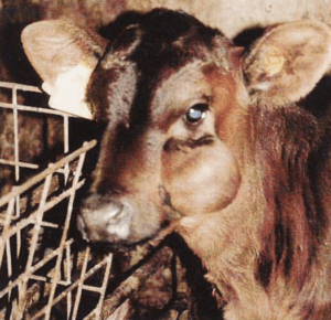 Mucocele u krowy, Wady wrodzone