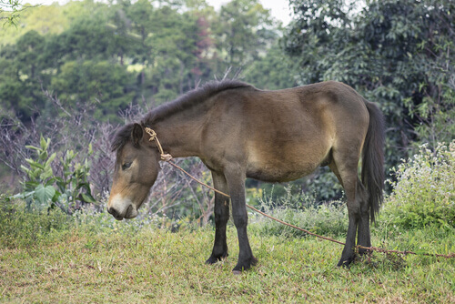 Muł charakterystyka