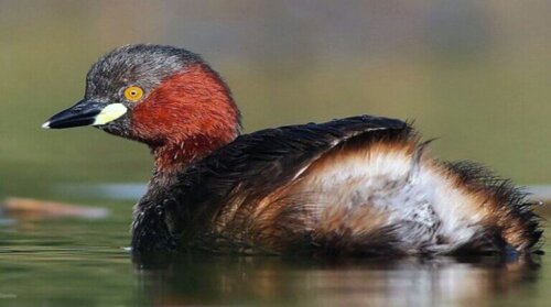 Perkozek długodzioby – wymarły perkoz