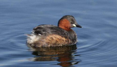 Perkozek długodzioby